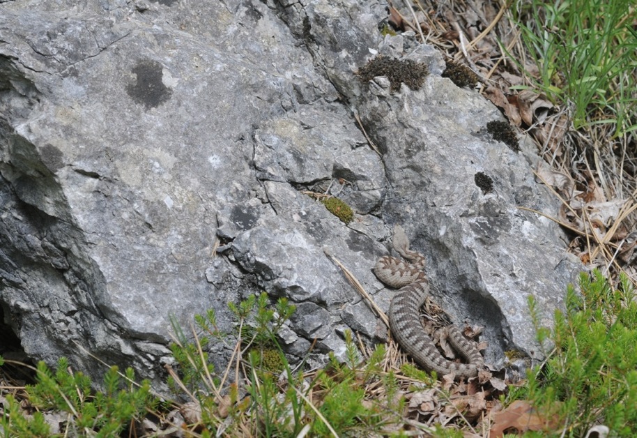Vipera ammodytes